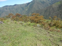 Mayo, el mes de El Arrayán (Myrcia sp)  El árbol de la libertad