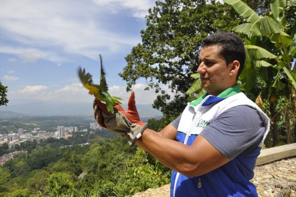 Trescientas sesenta y dos aves ha recuperado la CDMB