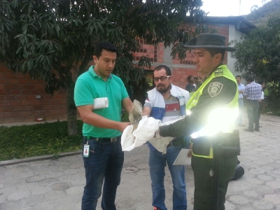 CDMB recupera una iguana en el sector del anillo vial