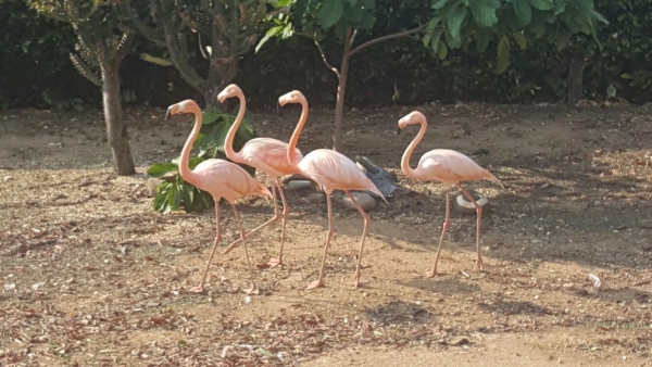 Ciudadanía hace entrega voluntaria de 4 flamingos rosados