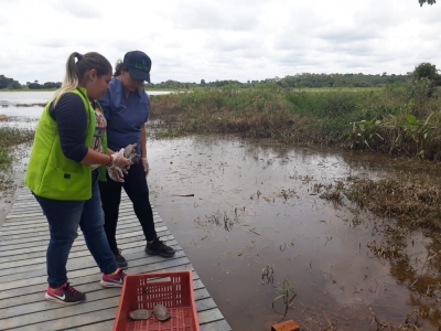 Liberadas 28 tortugas que permanecían en el Centro de Fauna