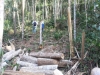 Tala de árboles en Palonegro en zona considerada como área de bosque natural