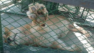 Bitácora felina: Pollo en el menú del día