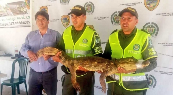 Rescatada una babilla en la vía a Rionegro