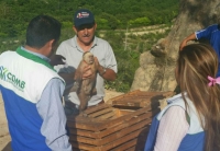 Entrega voluntaria de mono cariblanco en Lebrija