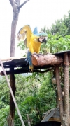 Guacamaya en pésimo estado, fue rescatada por la CDMB