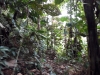 Bosque Nativo en Misiguay protege 8 nacientes de agua