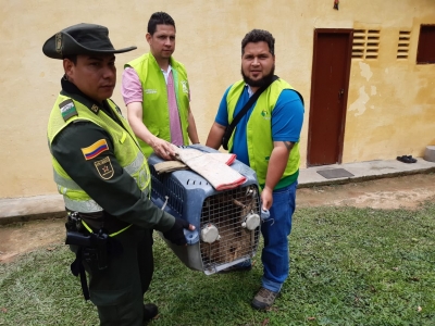 Fue rescatado y liberado un oso perezoso de dos dedos