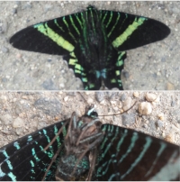 Polillas ‘Urania Fulgens’ atraviesan Santander en ruta migratoria