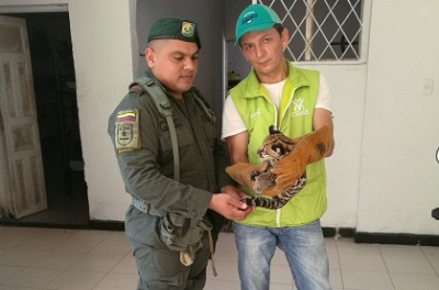 Tigrilla cachorra fue rescatada en el Bajo Rionegro