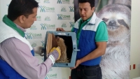 Perezoso de dos dedos enviado a centro de rehabilitación en Medellín