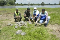 Tortugas morrocoy, hicoteas y babillas retornan a su hábitat natural